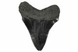 Serrated, Juvenile Megalodon Tooth - South Carolina #340454-1